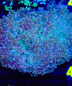 Wysiwyg Octospawn Coral Colony (C32)