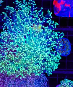 Wysiwyg XL Yayaemensis Octospawn Coral Colony (C33)