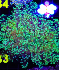Wysiwyg Octospawn Coral Colony (C33)