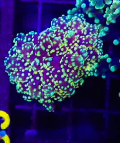 Wysiwyg Golden Octospawn Frag (C34)