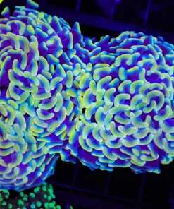 Wysiwyg Wall Hammer Coral Colony (C34)
