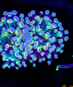 Wysiwyg Atomic Bomb Hammer Coral 2 Heads (C35)