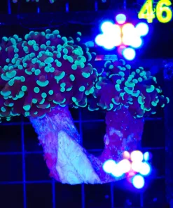 Wysiwyg Hammer Coral Colony (C35)