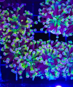 Rainbow Firecraker Hammer Coral Frag (C36)