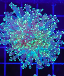 Wysiwyg Octospawn Coral Frag (C37)