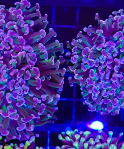Wysiwyg Master Manga Hammer Coral (C37)
