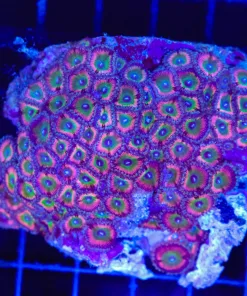 Wysiwyg Rock Covered In Zoanthid (C38)
