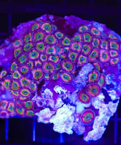 Wysiwyg Zoanthid Cover Rock (C38)