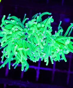 Wysiwyg Electric Torch Coral (C39)
