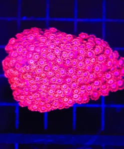 Wysiwyg Flowerpot Coral Colony (C39)