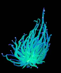 Wysiwyg Hydra Torch Coral (C4)