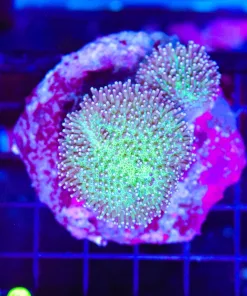 Wysiwyg Stumpy Toadstool Mini Colony | Brancing (C40)