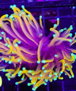 Wysiwyg Hellfire Torch Coral (C40)