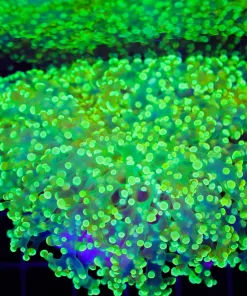 Wysiwyg Octospawn Coral Colony (C41)