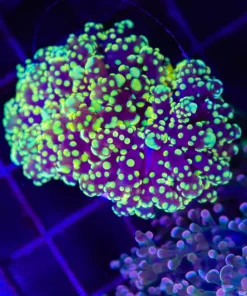 Wysiwyg Golden Octospawn Frag (C42)