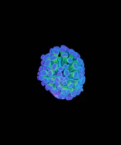 Wysiwyg Golden Purple Hammer Coral Frag (C43)