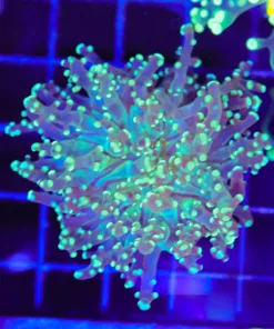 Wysiwyg Octospawn Coral Frag (C44)