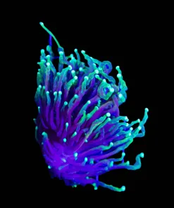 Wysiwyg Torch Coral Frag (C45) *Free Shipping ! No Minimum Livestock Spend*