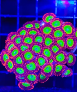 Wysiwyg Candy Apple Red Zoanthid COlony (C46)