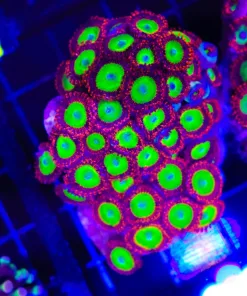 Wysiwyg Candy Apple Zoa Colony (C46)