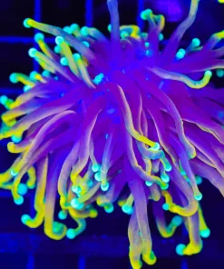 Wysiwyg Hellfire Torch Coral (C47)