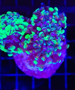Wysiwyg Hammer Coral Colony (C47)
