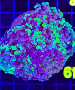 Wysiwyg Combo Hammer Coral Colony (C48)