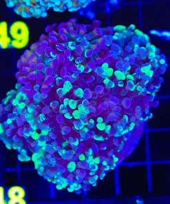 Wysiwyg Hammer Coral Colony (C48)