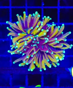 Wysiwyg Crazy Torch Coral (C49)