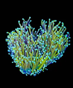 Wysiwyg Ultra Grade Torch Coral Mini Colony (C5)