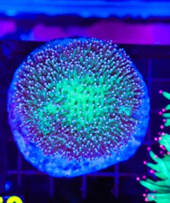 Wysiwyg Stumpy Toadstool Mini Colony (C50)