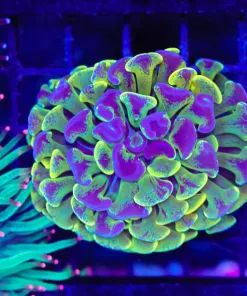 Wysiwyg Australian Hammer Coral (C50)