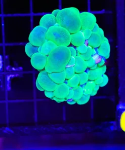 Wysiwyg Small Bubble Coral (C51)