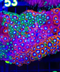 Wysiwyg Mixed Crazy Zoanthid Combo (C52)