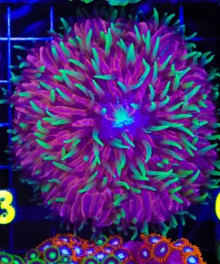 Wysiwyg Rainbow Plate Coral (C53)