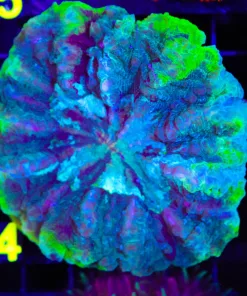 Wysiwyg Acanthophylia (C54)