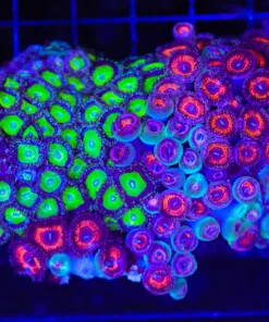Wysiwyg Combo Zoanthid Colony (C55)