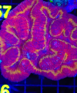 Wysiwyg Open Brain Coral (C56)