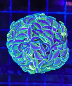 Wysiwyg Australian Hammer Coral (C57)