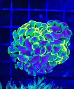 Wysiwyg Australian Hammer Coral (C58)