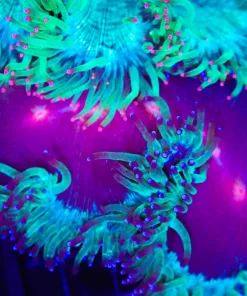 Wysiwyg Red Mouth Elegance Coral (C58)