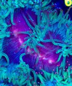Wysiwyg Red Mouth Elegance Coral |RARE (C59)