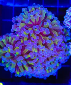 Wysiwyg Purple Gold Hammer Coral Colony (C6)
