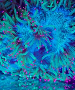 Wysiwyg Pink Tip Elegance Coral (C60)