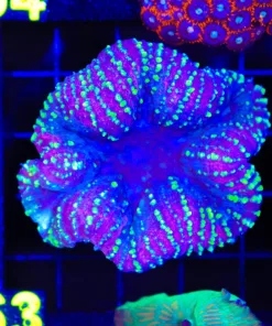 Wysiwyg Lobophylia (C63)