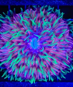 Wysiwyg Rainbow Plate Coral (C64)