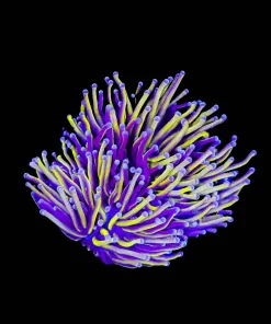 Wysiwyg 24k Torch Coral (C65) *Free Shipping ! No Minimum Livestock Spend*
