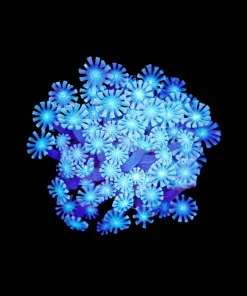 Wysiwyg Snow Leopard Alveopora Frag (C65)