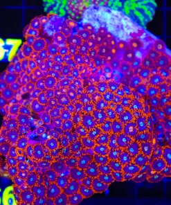 Wysiwyg XXL Mixed Zoanthid Coral Colony | Pick up only please ! (C66)