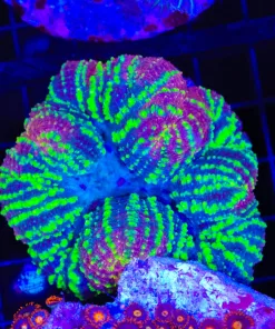 Wysiwyg Lobophylia (C67)